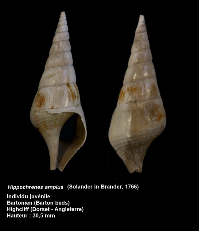 pl_tibia_juvenile.jpg