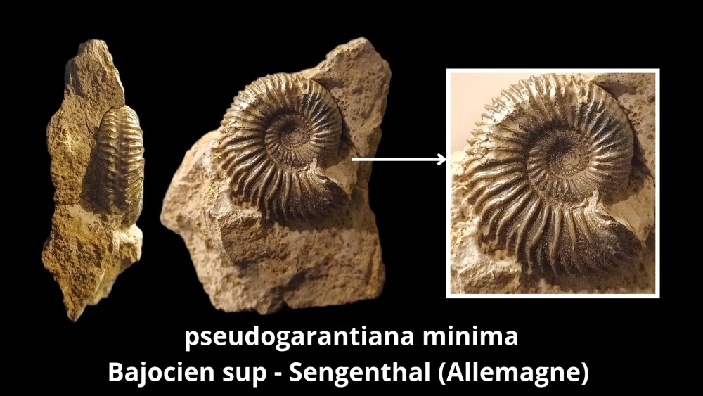pseudogarantiana minima Bajocien sup - Sengenthal (Allemagne)_20260907_195434_0000.jpg