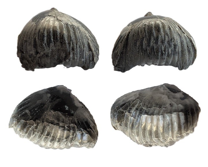 rhynchonelles.jpg.ec0c05e2b710d6e4ec66594c15341605.jpg