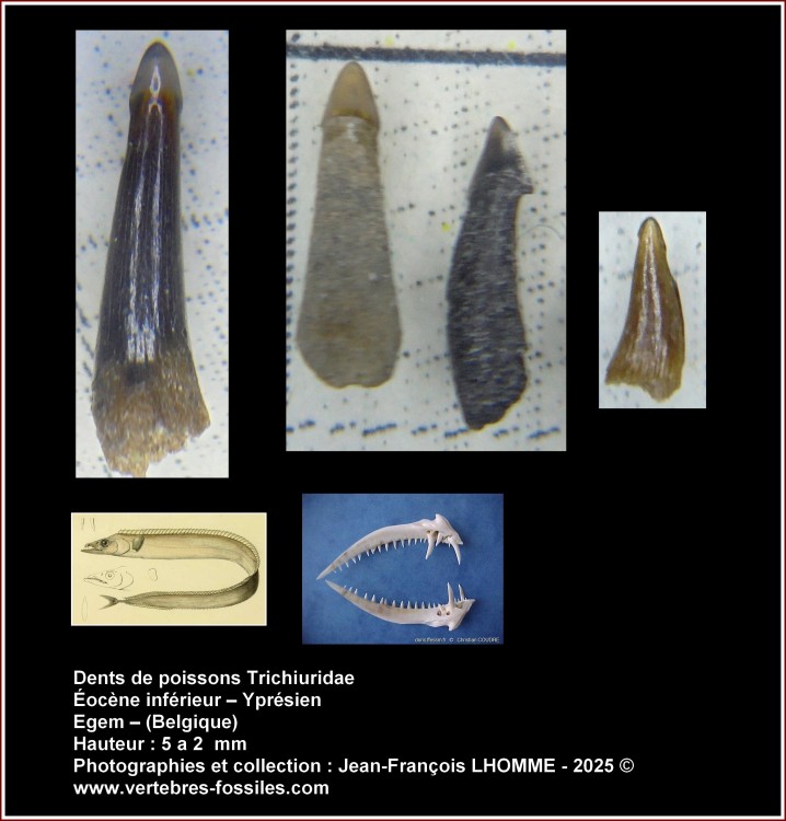 trichiuridae_ypresien_egem.jpg