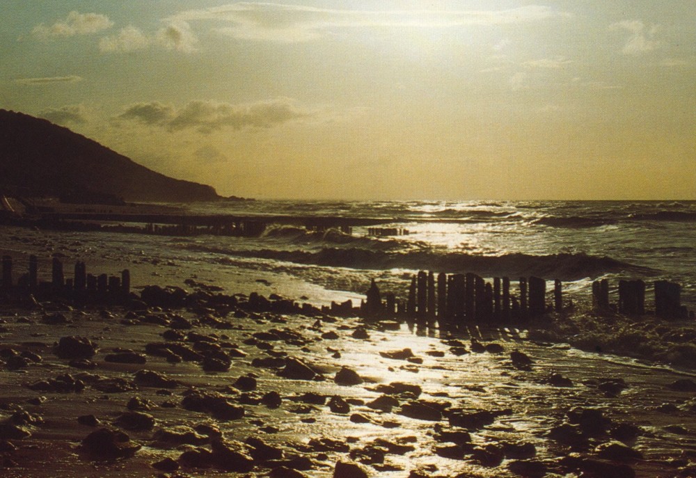 vaches noires a maree basse.jpg