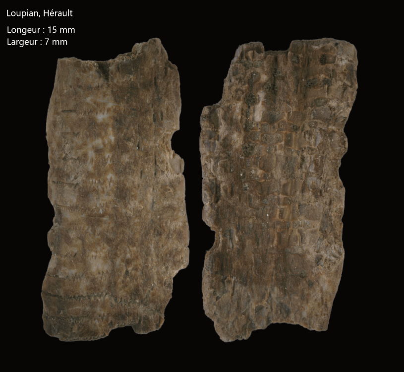 1-2.thumb.png.ea7c5f921979f6224e5bb92724681f72.png