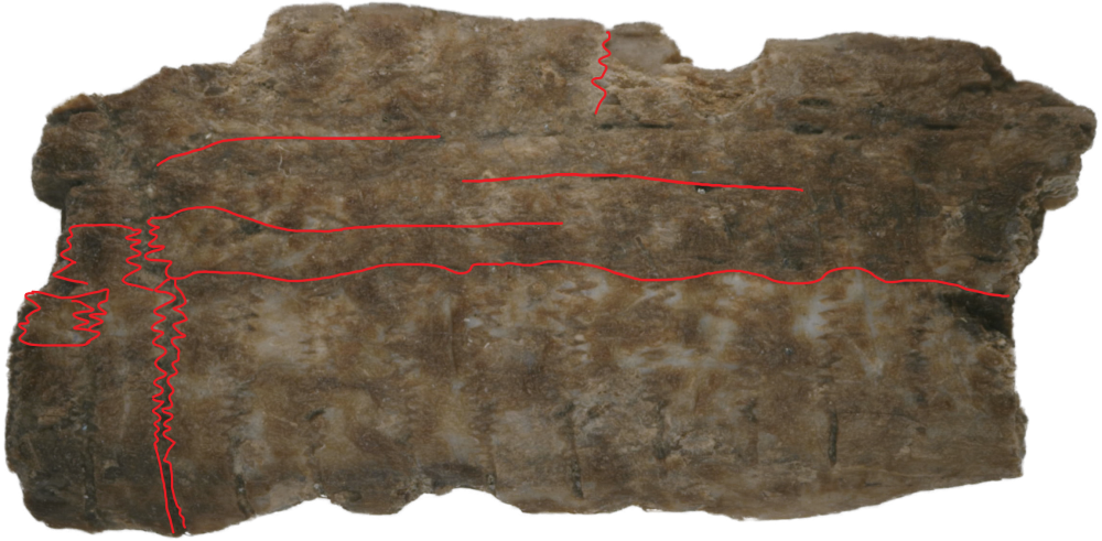2suture.thumb.png.05c644ca2e619eff06c4a0dc515658db.png