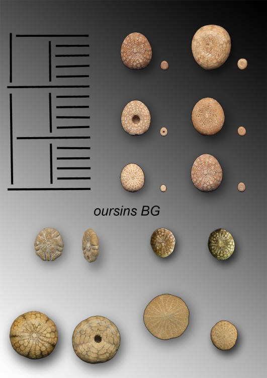 Echinodermes.jpg