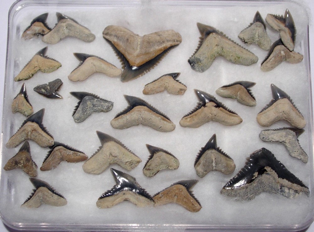 Galeocerdoalabamensis.thumb.jpg.4a93bde09b61317e706d7eeab2b93465.jpg