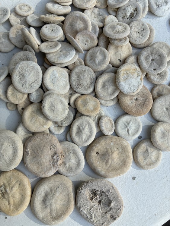 OursinIRAN1.thumb.JPG.7a41213662f281b5f9a90b2c0ac3aced.JPG