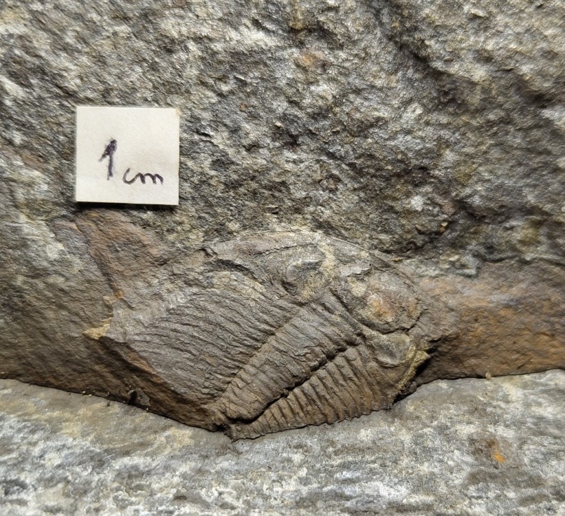 Paradoxides2.thumb.jpg.24f987b560196d02a577ab5d0e10b3e4.jpg