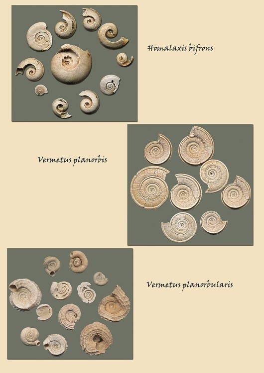 Planorbe et Vermitus.jpg
