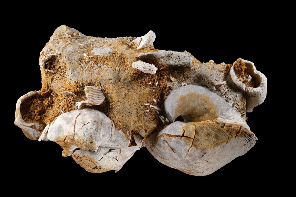 Pliensbachien-LeMenoux-Belemnite-Largeurbloc70mm.thumb.jpg.f40aae98350903356db4ea43fb4abc8b.jpg