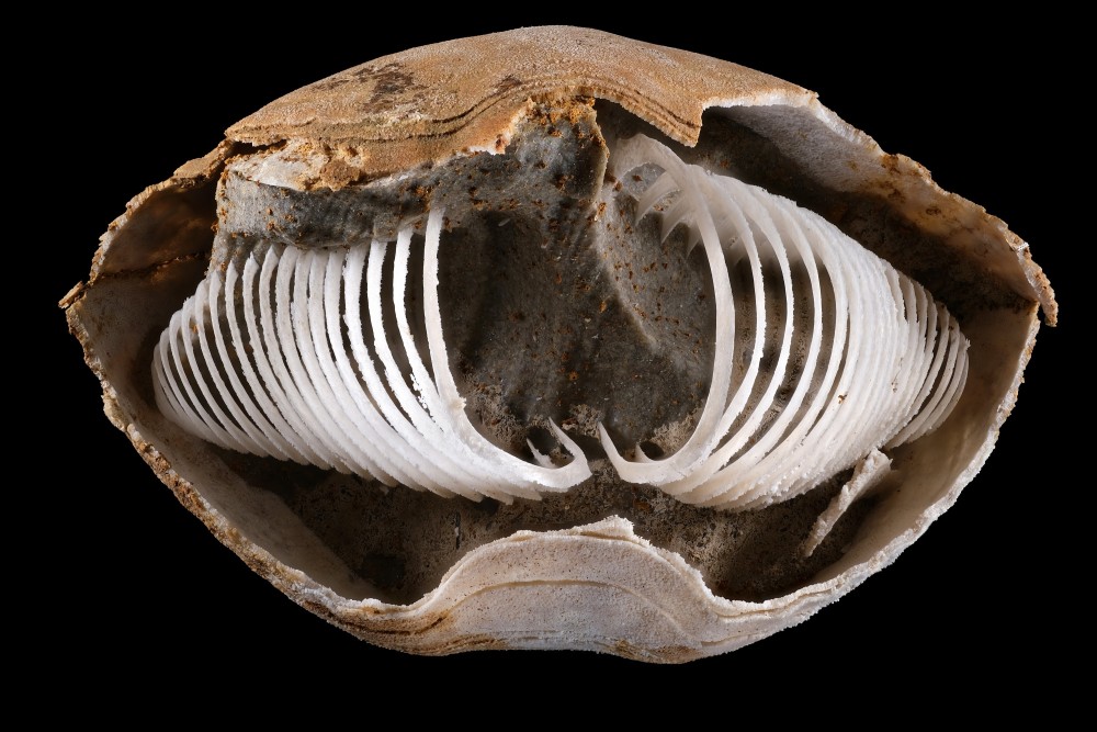 Pliensbachien-LeMenoux-Liospiriferinarostrata1-Hfov57mm.thumb.jpg.b9501b25068aa64716ed616c1e511459.jpg