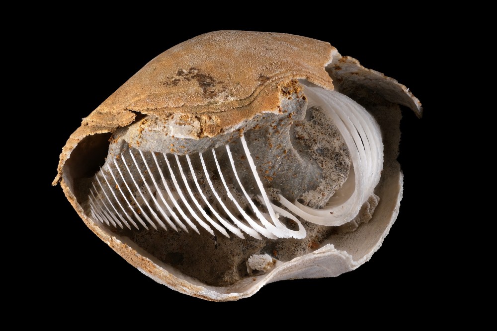 Pliensbachien-LeMenoux-Liospiriferinarostrata2-Hfov57mm.thumb.jpg.c3f79a40c299dc6b5c31a62be07ddae5.jpg