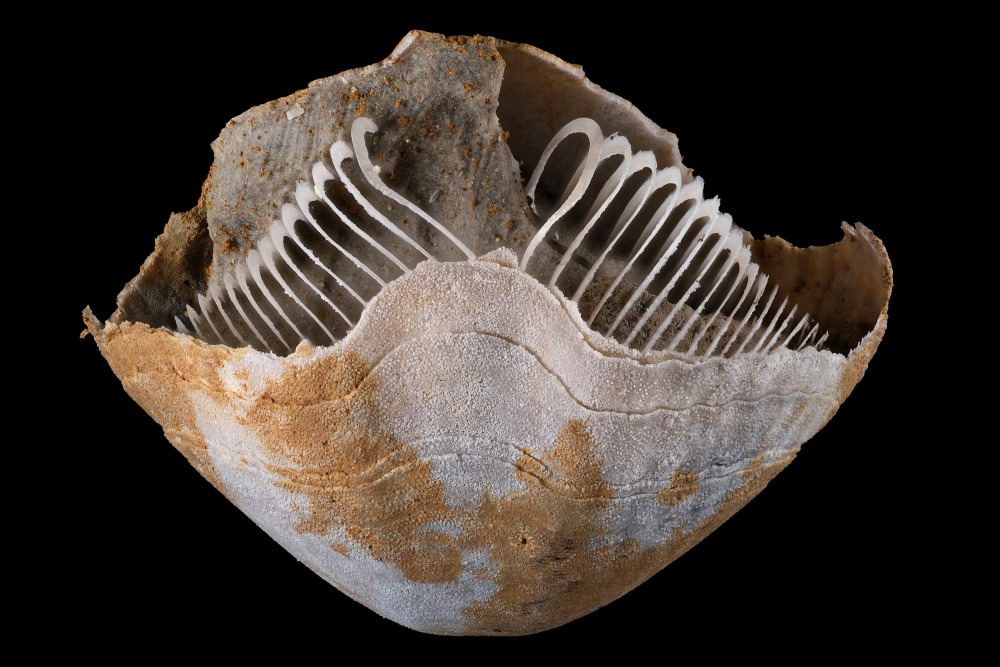 Pliensbachien-LeMenoux-Liospiriferinarostrata3-Hfov57mm.thumb.jpg.eff18e1794eeb02e371961619402f4cf.jpg