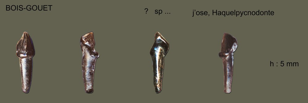 Poisson broyeur ....jpg