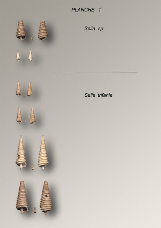 Seila.jpg
