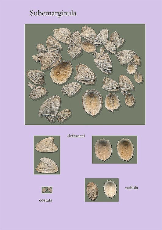 Subemarginula PL1.jpg