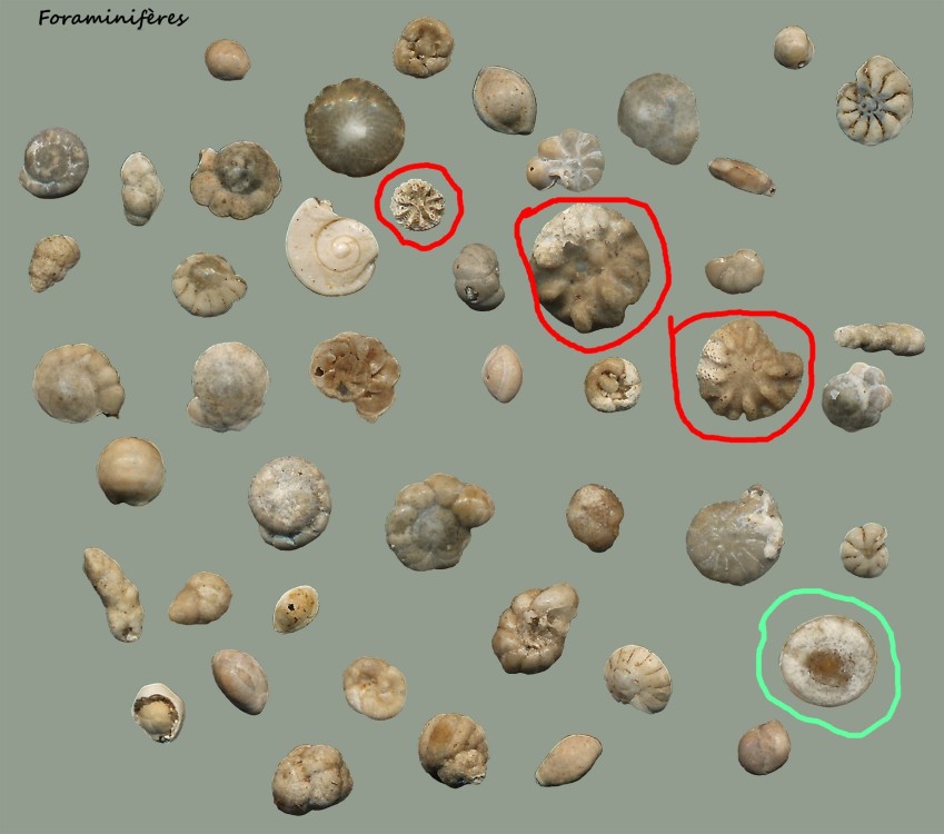 bryozoaires_bg.jpg