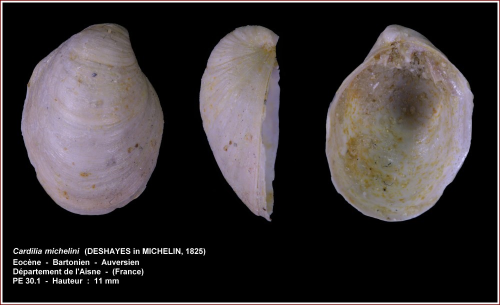 pl_cardilia_michelini_aisne.jpg