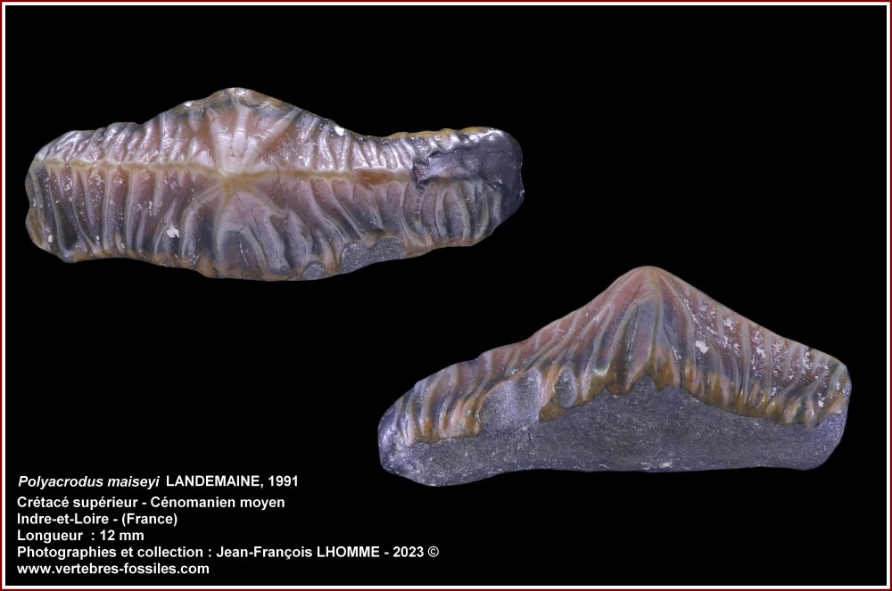 pl_polyacrodus_maiseyi_varennes.jpg