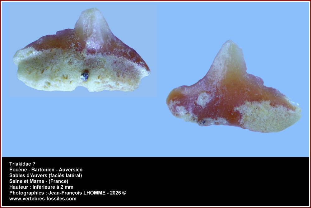 pl_possible_triakidae_auversien1.thumb.jpg.2815d90a32793bb5fc376d7ce6ef0fb6.jpg