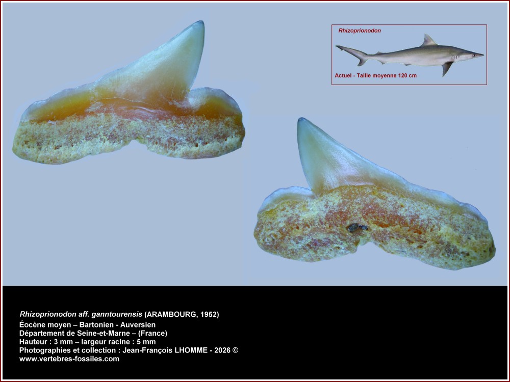 pl_rhizonoprionodon_auversien_77.thumb.jpg.0312a7368262ff3a9e51c424310d3396.jpg
