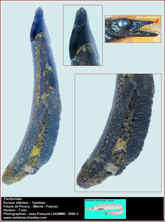pl_trichiuridae_pourcy1.jpg