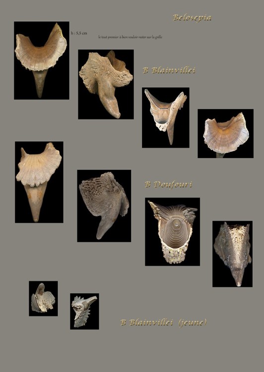 planche Belosepia.jpg