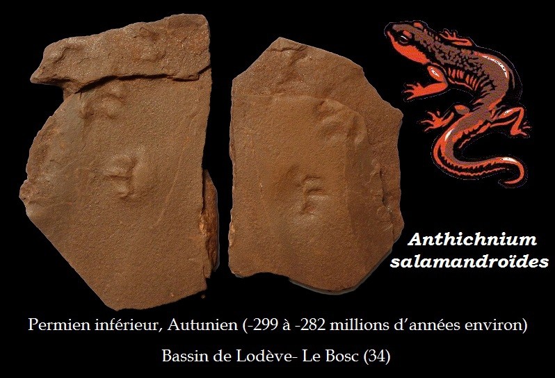 identification-empreintes-permien-de-lod-ve-demandes-d