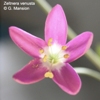 Centaurium