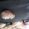 gajilduquartz
