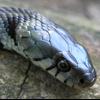 Natrix