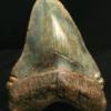 carcharodon megalodon
