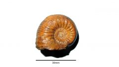 Ammonite de Saint-Quentin