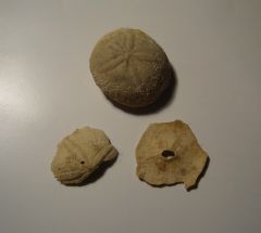 Fragments d'oursins Echinolampas calvimontana