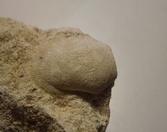 Moule interne de de Fimbria lamellosa  (LAMARCK 1806)