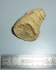 Trochocyathus sp