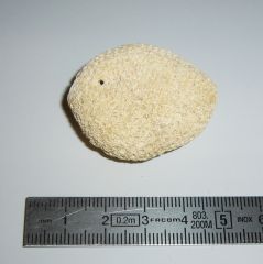 Goniopora sp