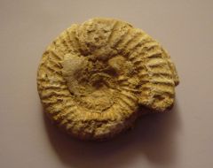 Ammonite