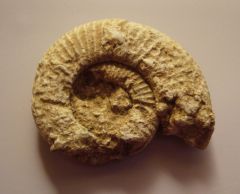 Ammonite