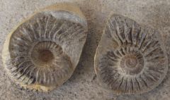 Ammonite