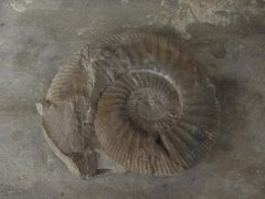 Ammonite