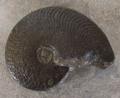 Ammonite