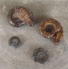 Ammonites