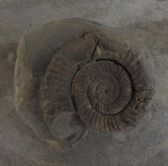 Ammonite