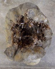 Septaria à Baryte miel