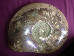 Ammonite nacrée (probable Beudanticeras) de Madagascar. 29*25cm, 5kg.