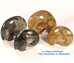 ammonite et gosniatite