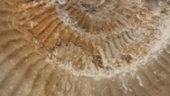 Ammonite en cours de dégagement - détail