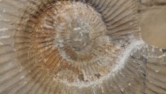 Ammonite en cours de dégagement - détail