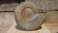 Ammonite en cours de dégagement