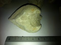 Fossile3